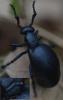 Meloe violaceus